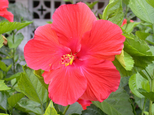 hibiscus